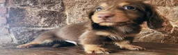 Teckel perros en venta: Tecke de pelo largo chocolate precio real - Anuncio 7