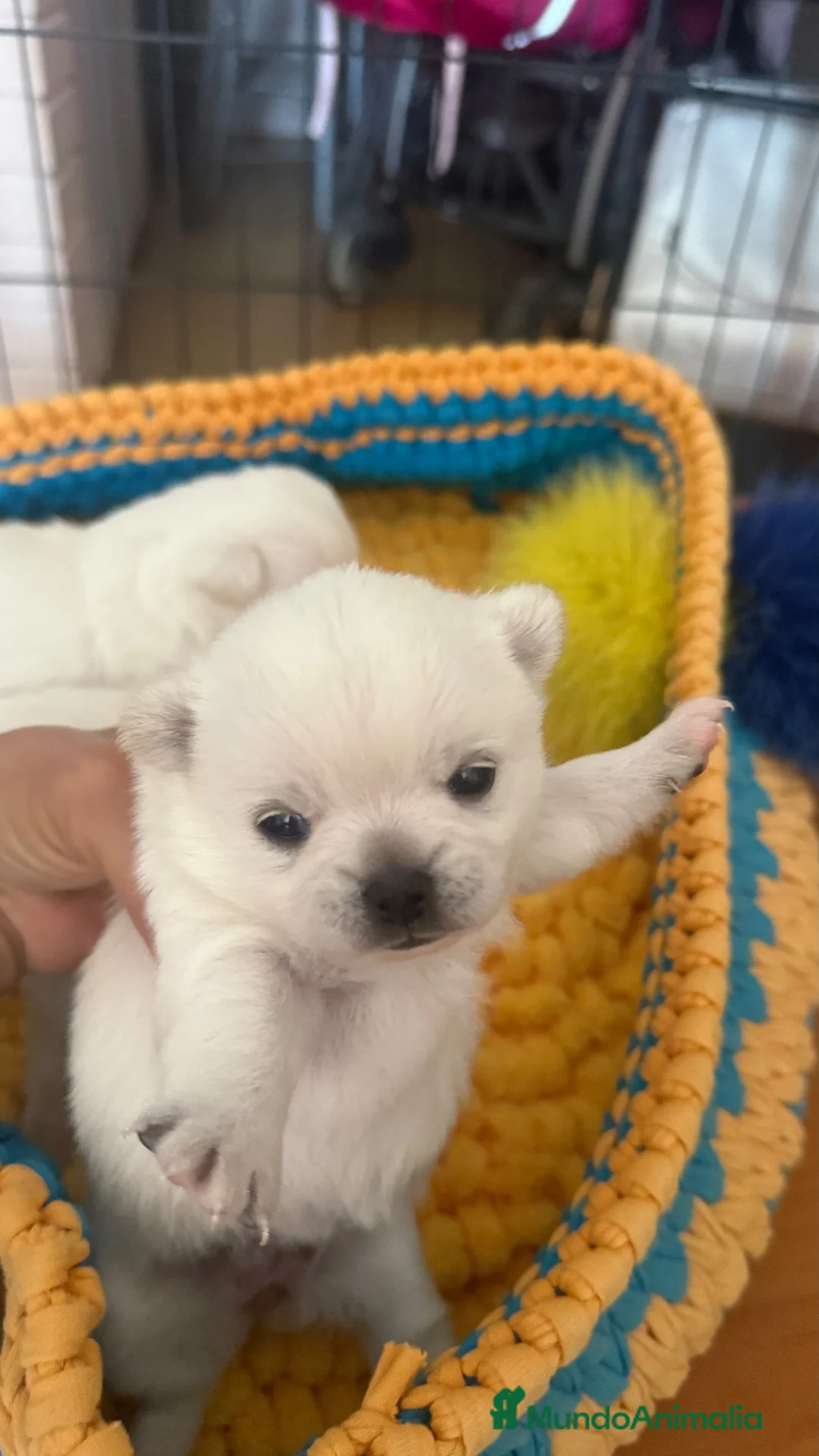 Pomchi perros en venta: Pomchi espectaculares y únicos  - Anuncio 3