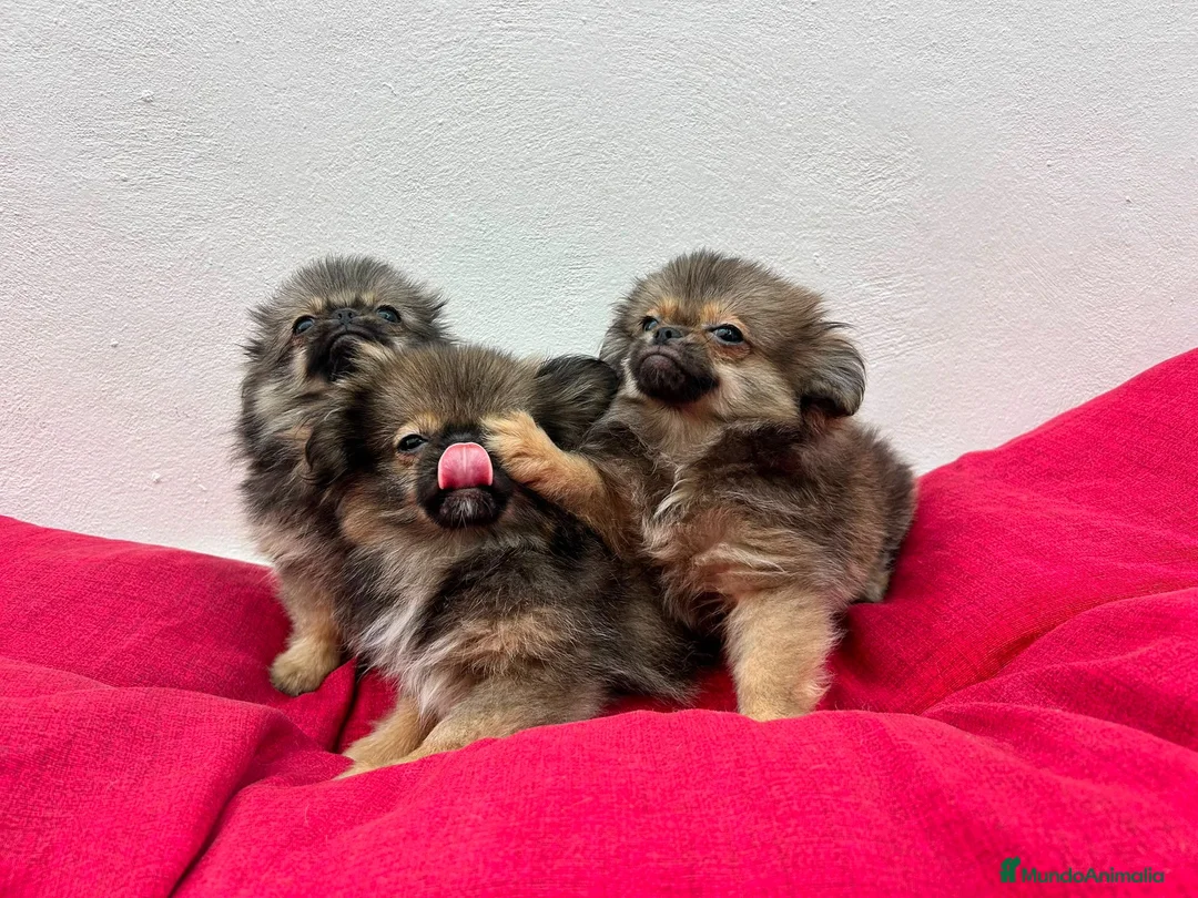 Pekinés perros en venta: Pekines  - Anuncio 2
