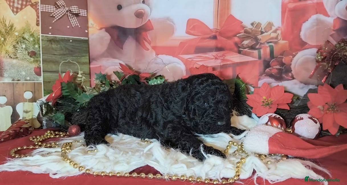 Perro de Agua Español perros Perro de agua  - Anuncio 8