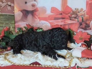 Perro de Agua Español perros Perro de agua - Anuncio 8