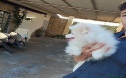 Pomerania perros en venta: Pomerania  - Imagen 1