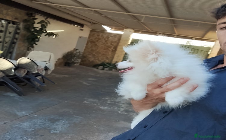 Pomerania perros - Propaganda 2