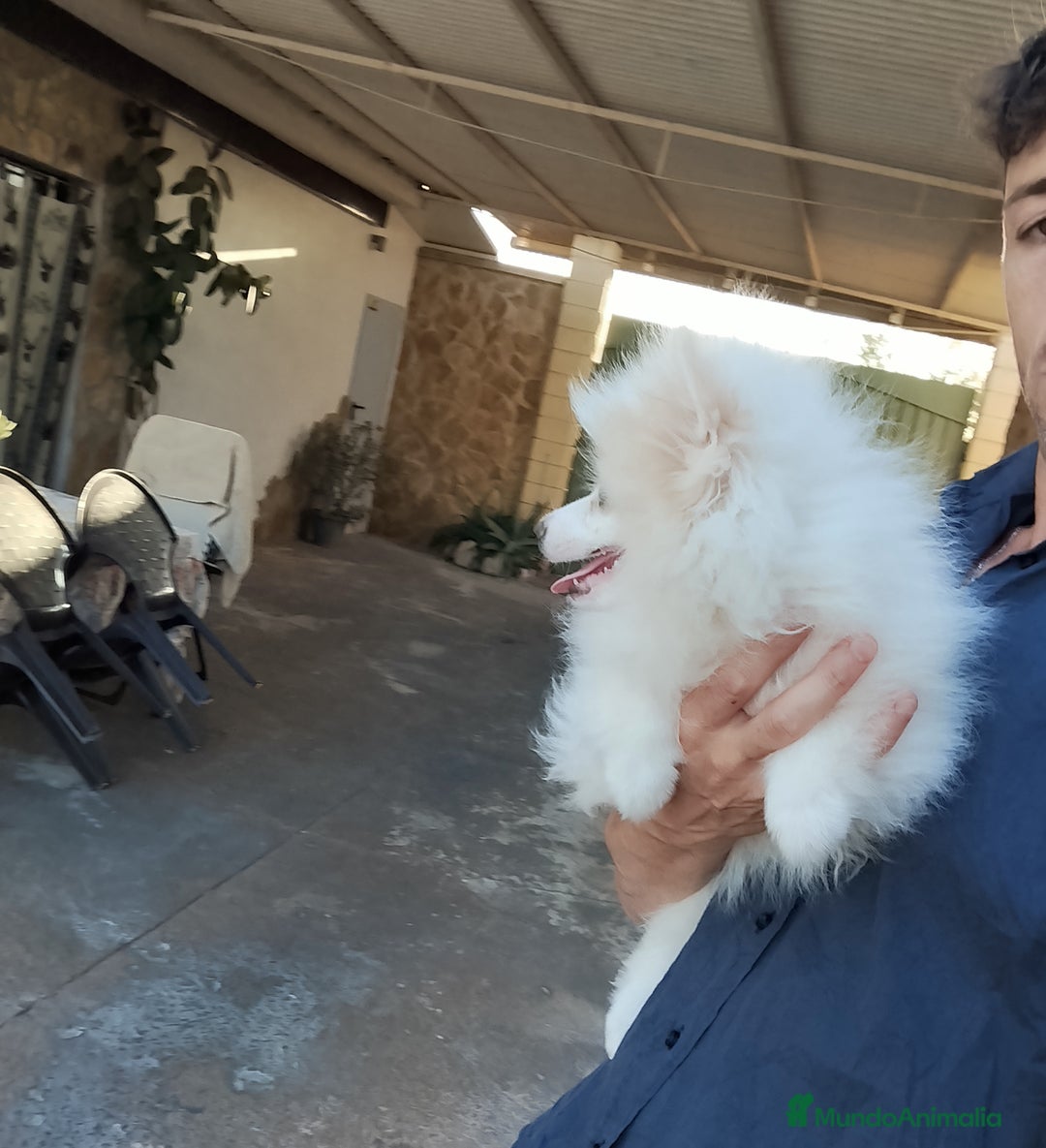Pomerania perros en venta: Pomerania  - Imagen 1