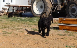 Cane Corso perros en venta: Cachorros Cane Corso disponibles en Segovia  - Imagen 21