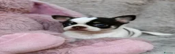 Chihuahua perros en venta: Preciosa Chihuahua 🐾 - Anuncio 4