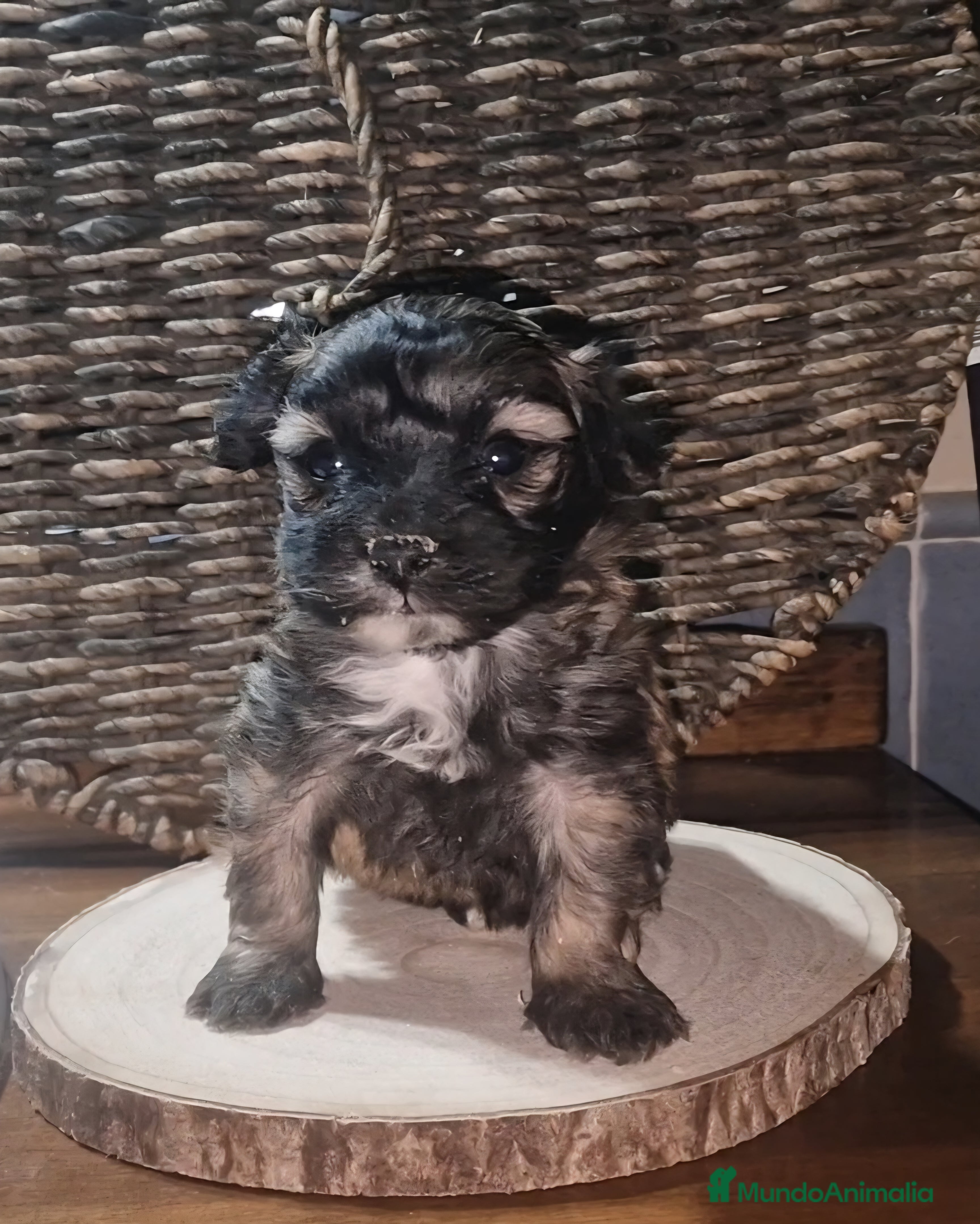 Maltipoo perros Maltipoo - Anuncio 1