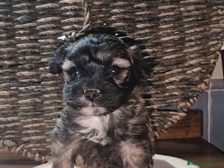 Maltipoo perros Maltipoo - Anuncio 32