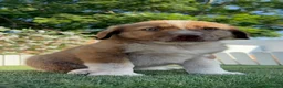 Mastín Español perros en venta: CAMADA MATIN MACHOS - Anuncio 31