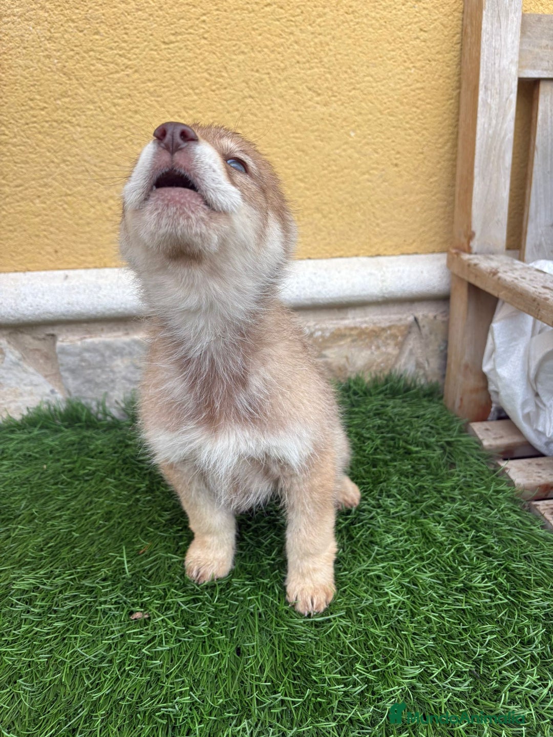 Perro Lobo de Saarloos perros en venta: Camada de Perro lobo Iberico impresionantes  - Anuncio 6