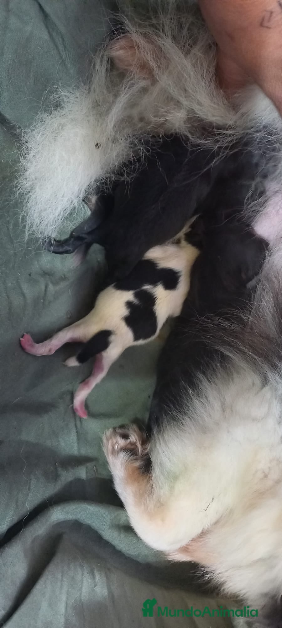 Pomerania perros Camada de pomerania hembras  - Anuncio 2