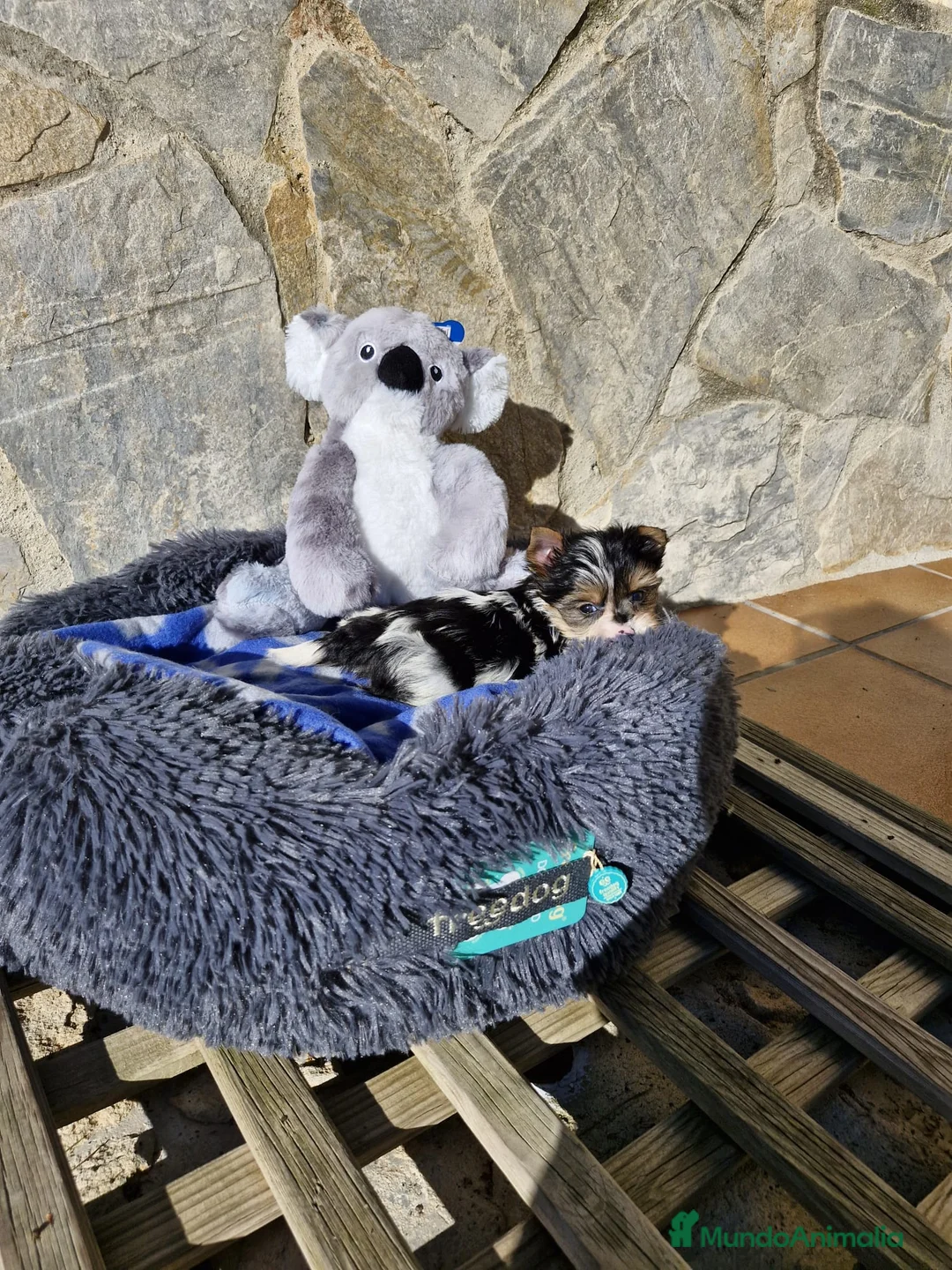 Biewer Yorkshire Terrier a la Pom Pon perros en venta: Biewers espectaculares  en Barcelona - Anuncio 8