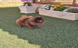 Pomerania perros en venta: CAMADA DE POMERANIA TOY  - Anuncio 5