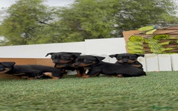 Pinscher Miniatura perros en venta: PINSCHER MUNIATURA - Imagen 7