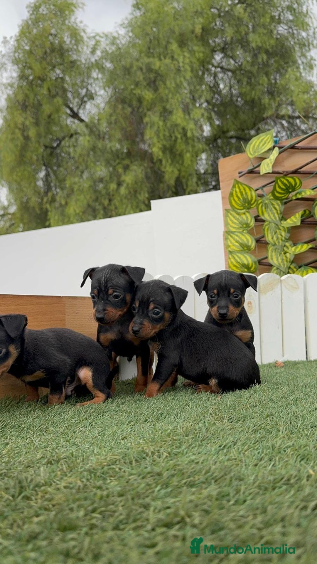 Pinscher Miniatura perros en venta: PINSCHER MUNIATURA - Imagen 7