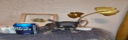 Chihuahua perros en venta: Chihuahua blue  - Anuncio 27
