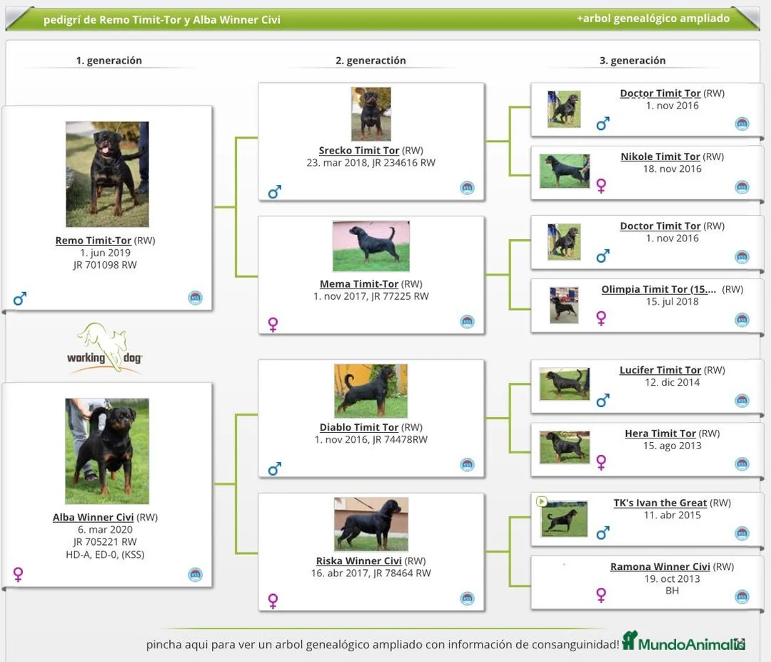 Rottweiler perros en venta: Macho de Rotweiler adulto - Anuncio 6