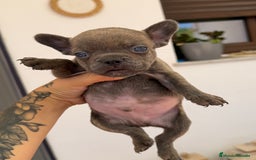 Bulldog Francés perros en venta: Bulldog francés macho mini  - Imagen 1