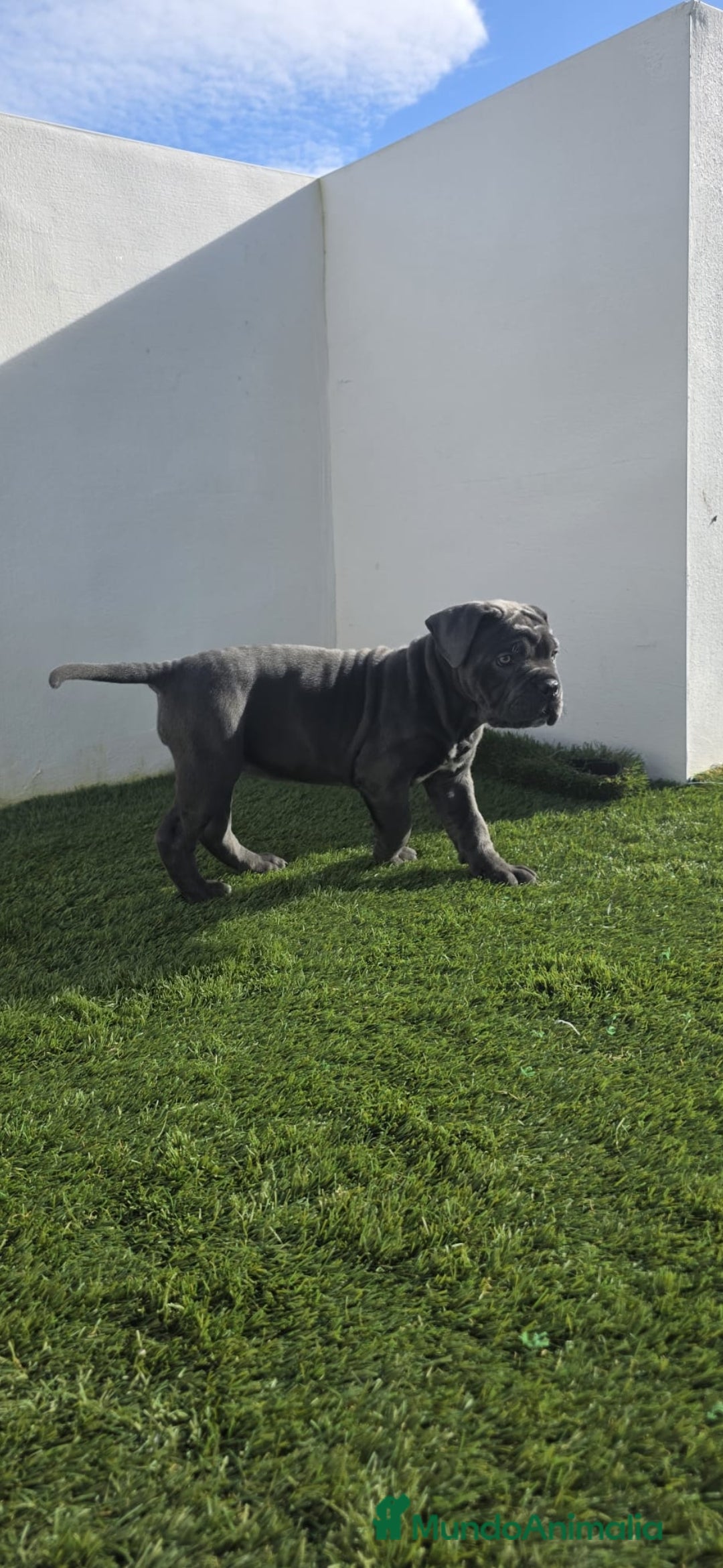 Cane Corso perros CANE CORSO BLUE - Anuncio 1