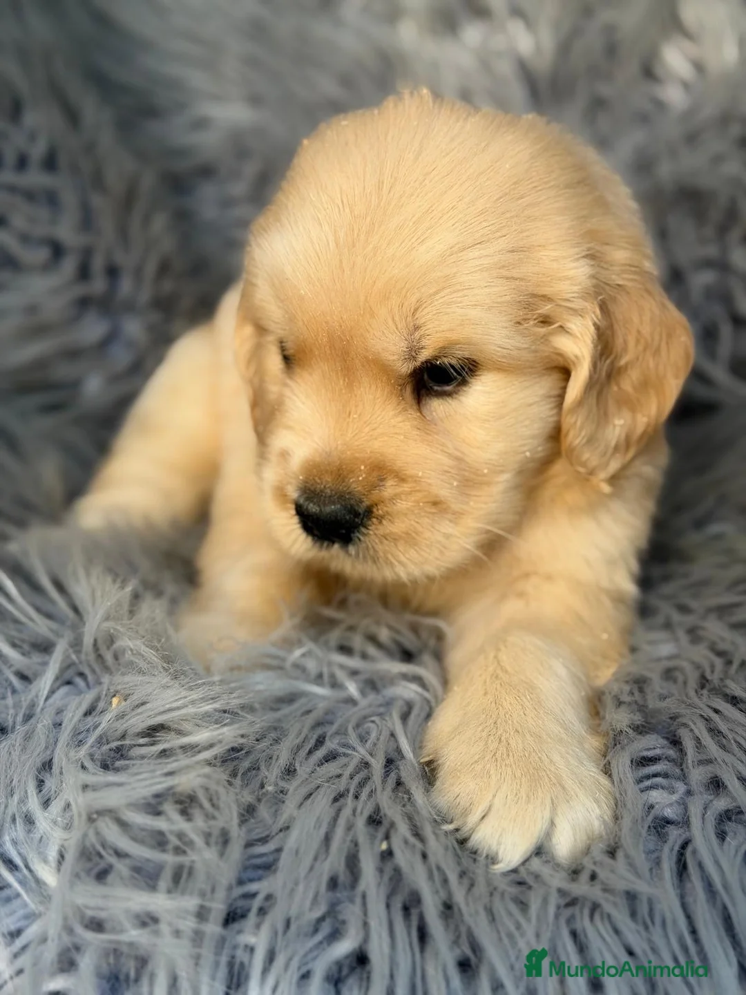 Golden Retriever perros en venta: Cachorros Golden disponible - Anuncio 2