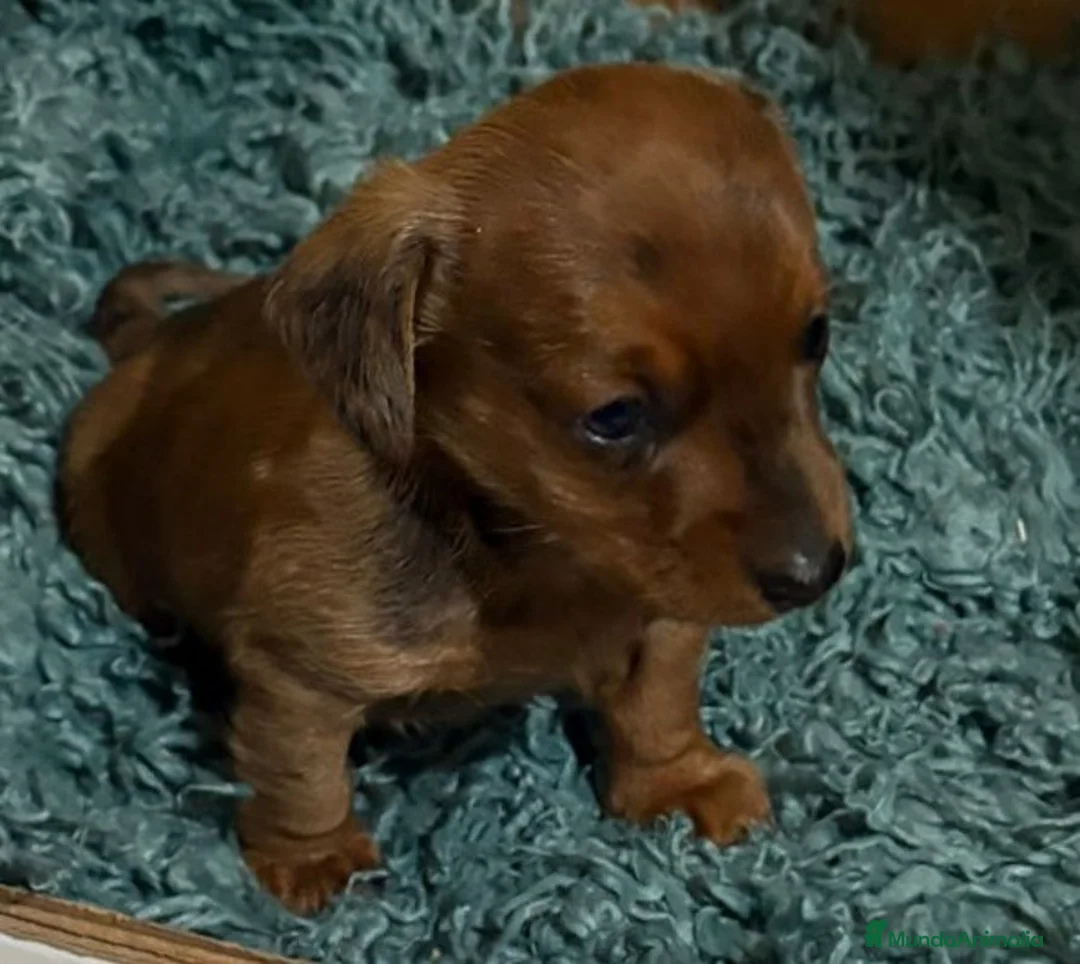 Teckel Miniatura perros en venta: cachorro  teckel miniatura merle chocolate diluido - Anuncio 5