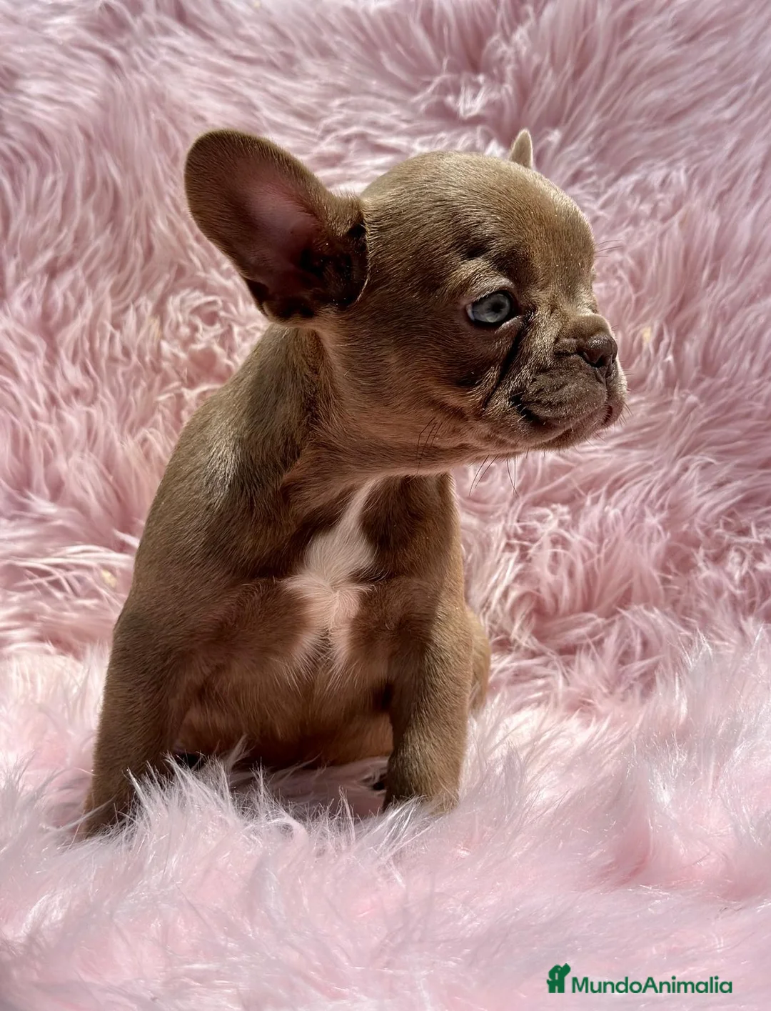 Bulldog Francés perros en venta: Bulldog francés  en Barcelona - Anuncio 5