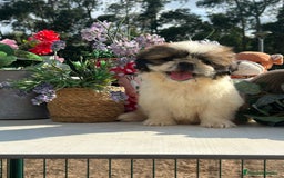 Shih Tzu perros en venta: Último cachorrito de shih tzu. Macho - Imagen 3