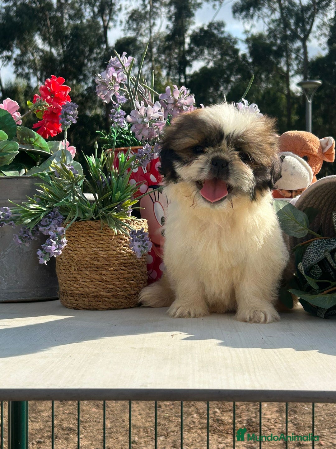 Shih Tzu perros en venta: Último cachorrito de shih tzu. Macho - Imagen 3