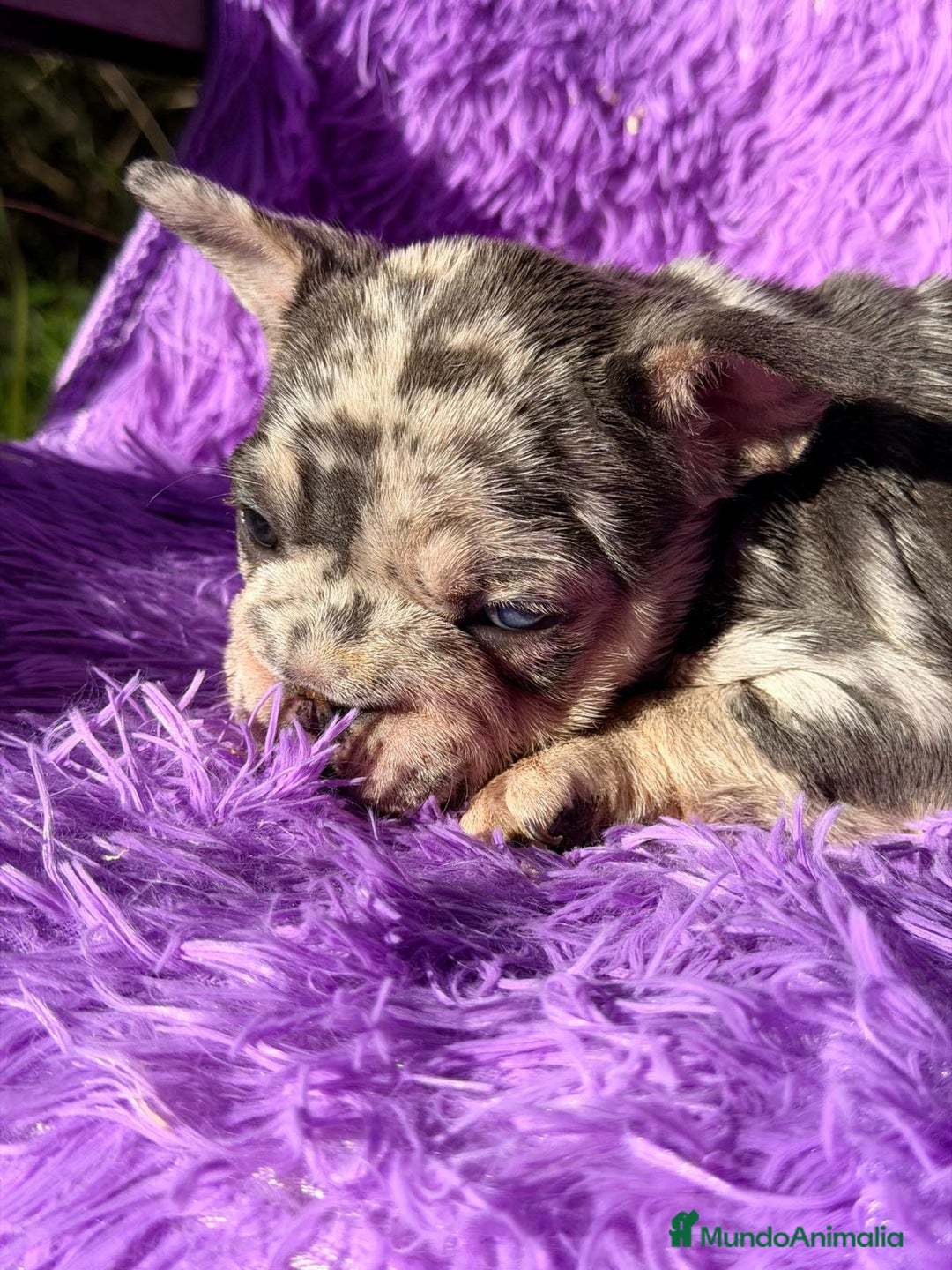 Bulldog Francés perros en venta: BULLDOG FRANCÉS BIG ROPE - Anuncio 1