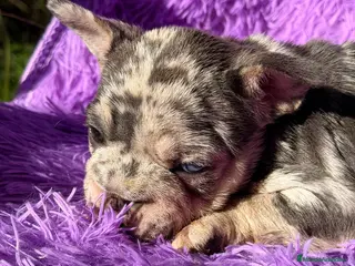 Bulldog Francés perros BULLDOG FRANCÉS BIG ROPE - Anuncio 7