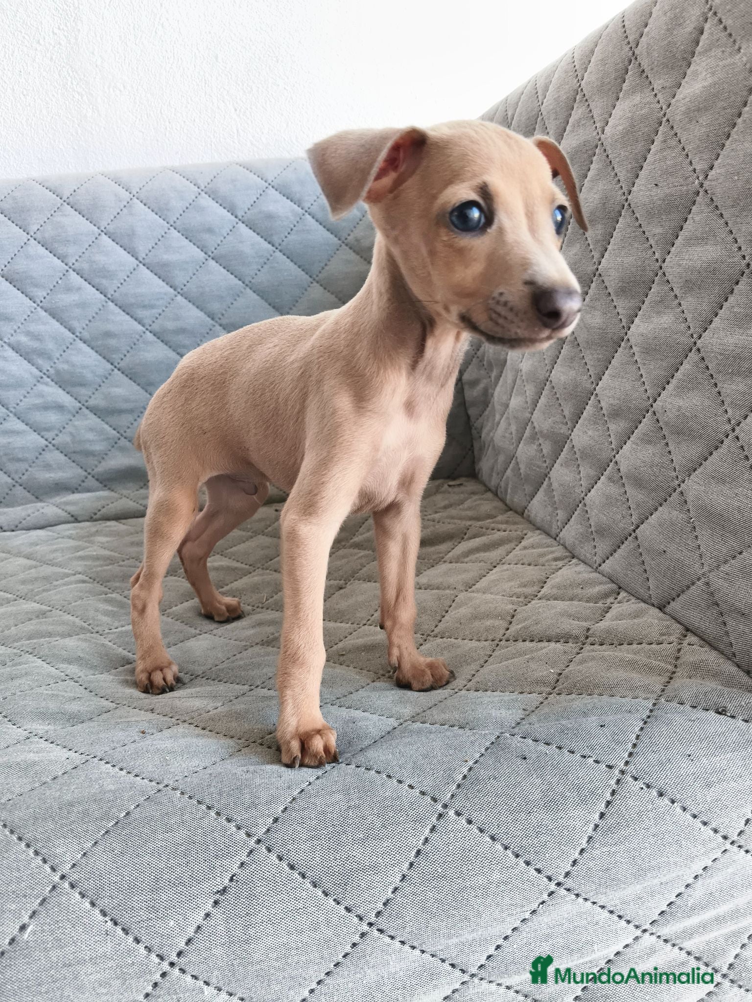Pequeño Lebrel Italiano perros GALGO ENANO ITALIANO  - Anuncio 2