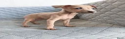 Pequeño Lebrel Italiano perros en venta: GALGO ENANO ITALIANO  - Anuncio 1