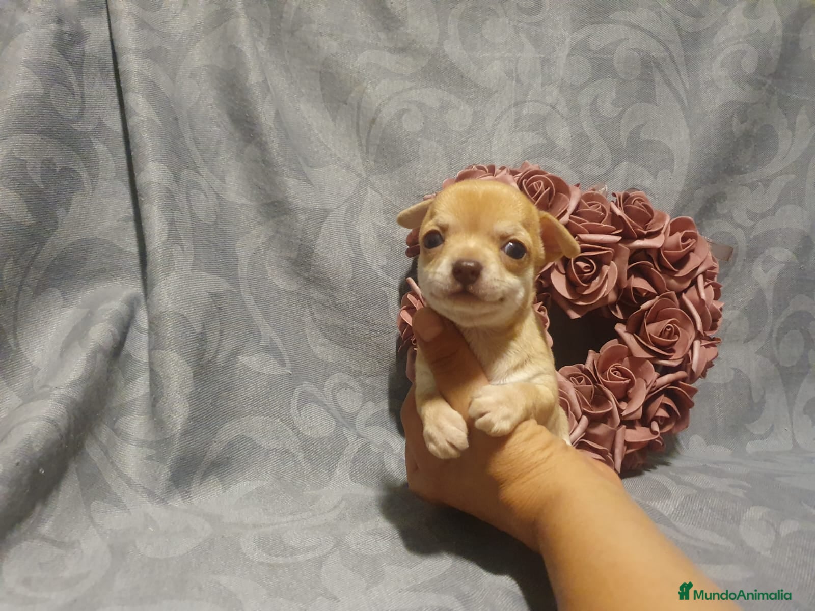 Chihuahua perros vvvvvvvv - Anuncio 6