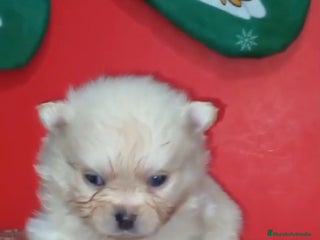 Pomerania perros en Illes Balears - Anuncio 15