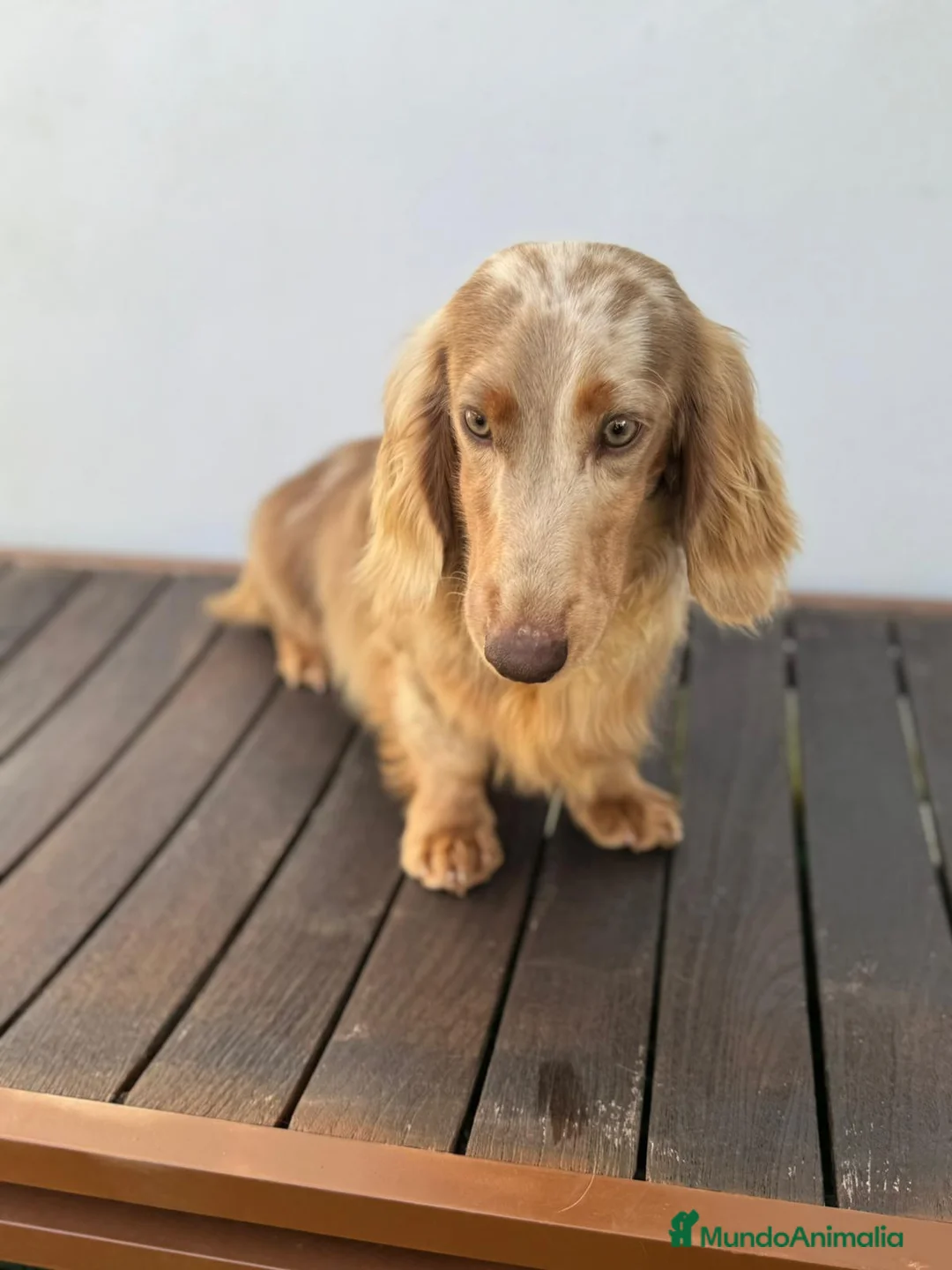 Teckel Miniatura perros para monta: TECKEL ALERKIN ISABELA PELO LARGO - Anuncio 1