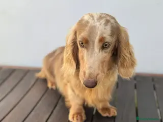 Teckel Miniatura perros TECKEL ALERKIN ISABELA PELO LARGO - Anuncio 1