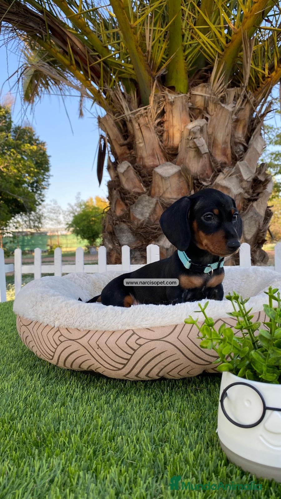 Teckel Miniatura perros CACHORROS TECKEL - Anuncio 36