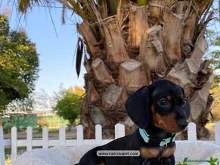 Teckel Miniatura perros CACHORROS TECKEL - Anuncio 9