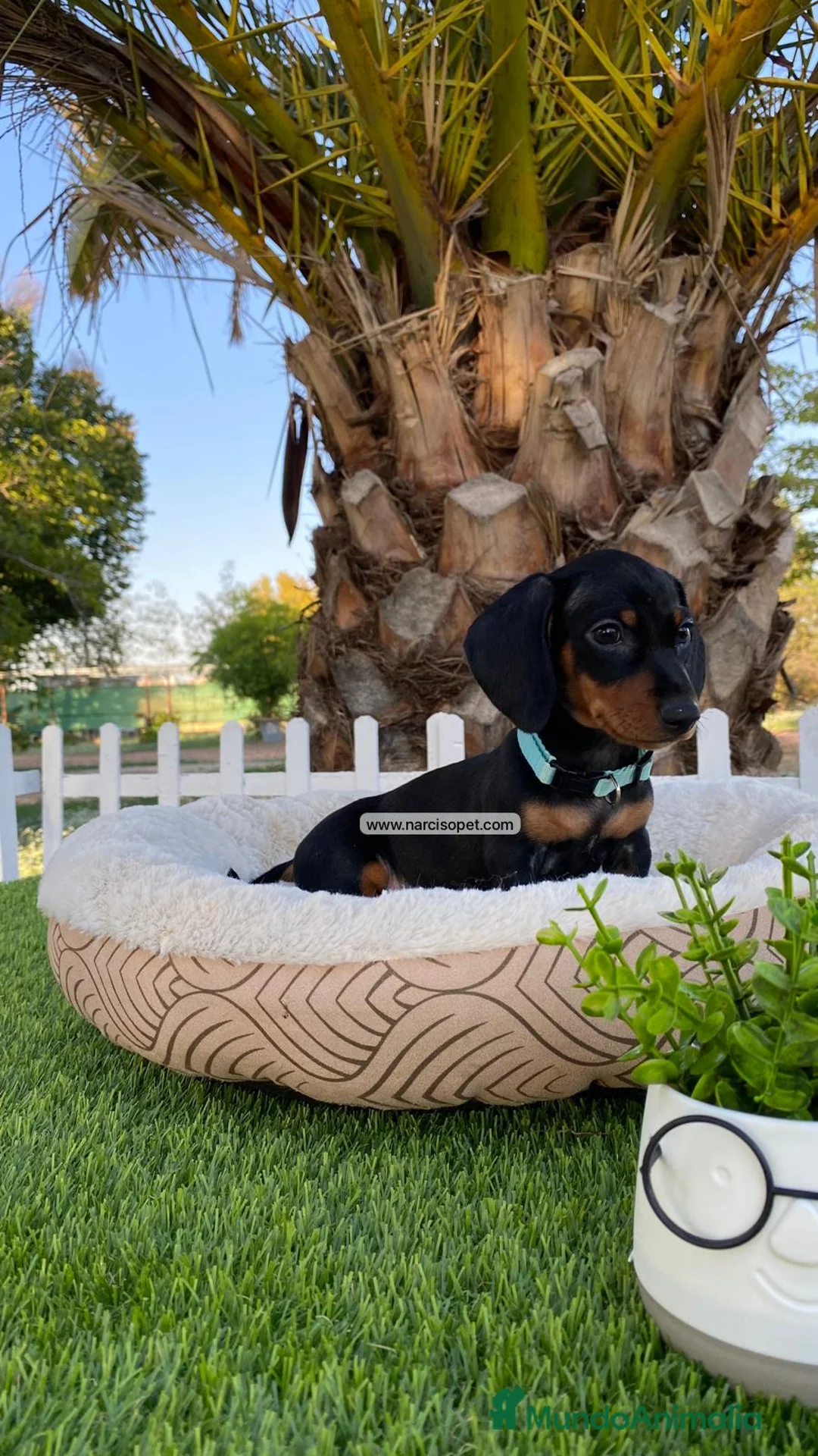 Teckel Miniatura perros en venta: CACHORROS TECKEL - Anuncio 1