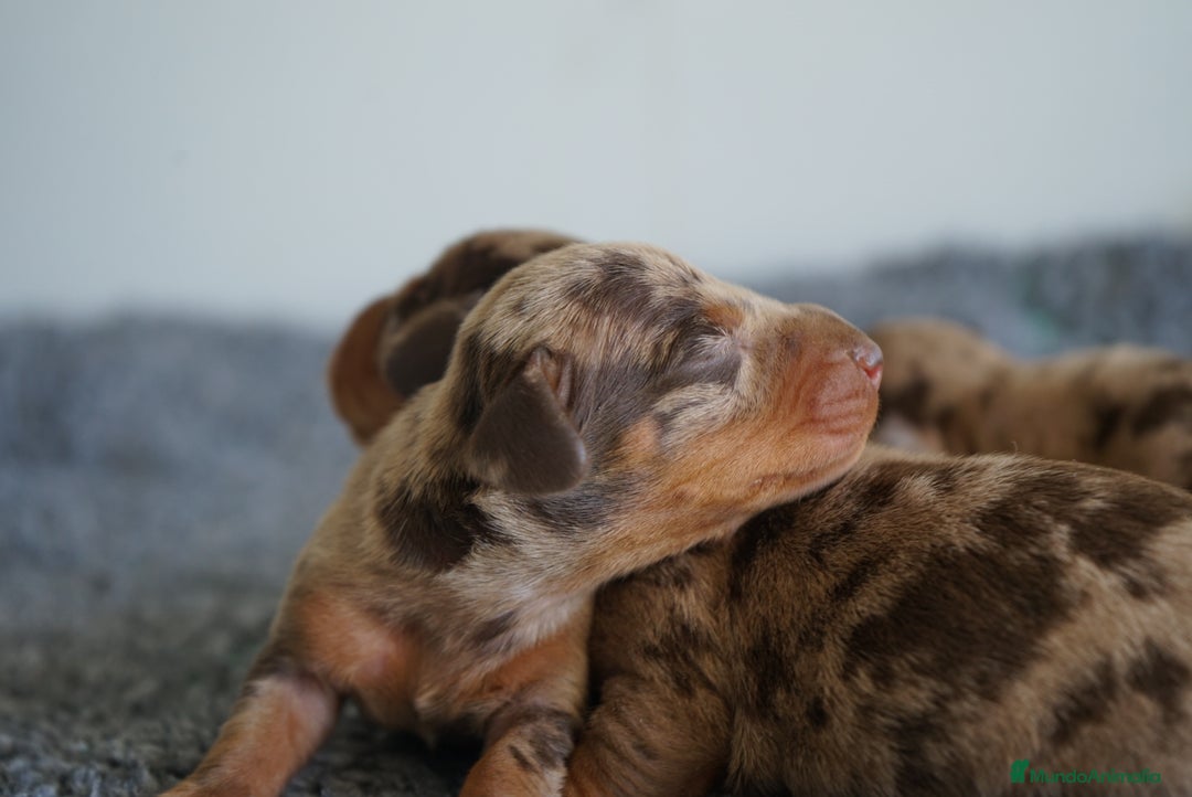 Teckel Miniatura perros en venta: 🐾 Kodat, Byron y Curry – Teckel miniatura 🐾 - Imagen 10