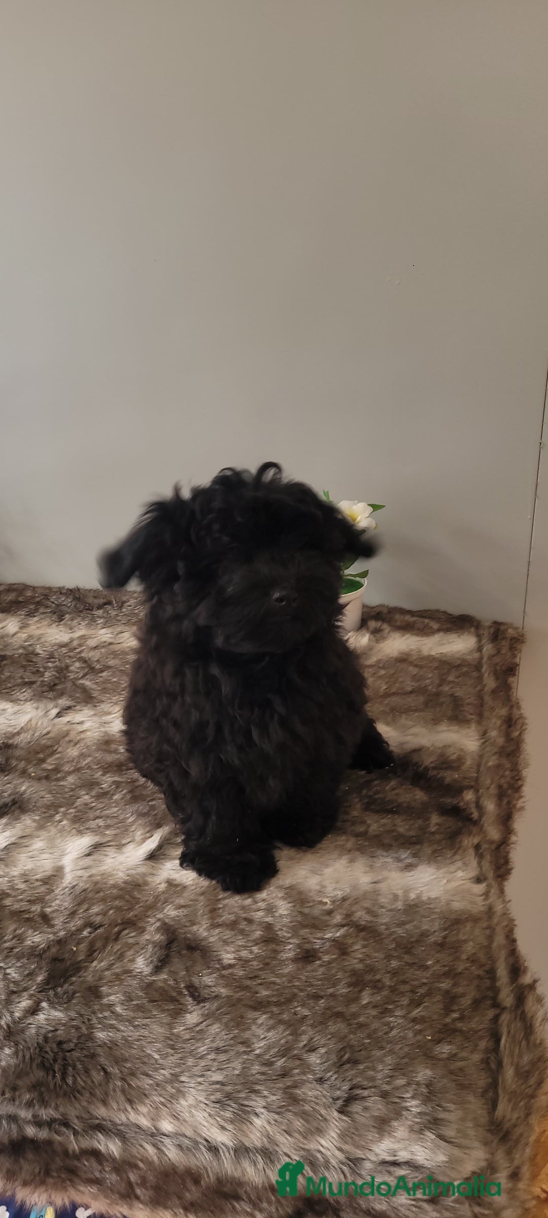 Maltipoo perros en venta: Maltipoo  - Imagen 2