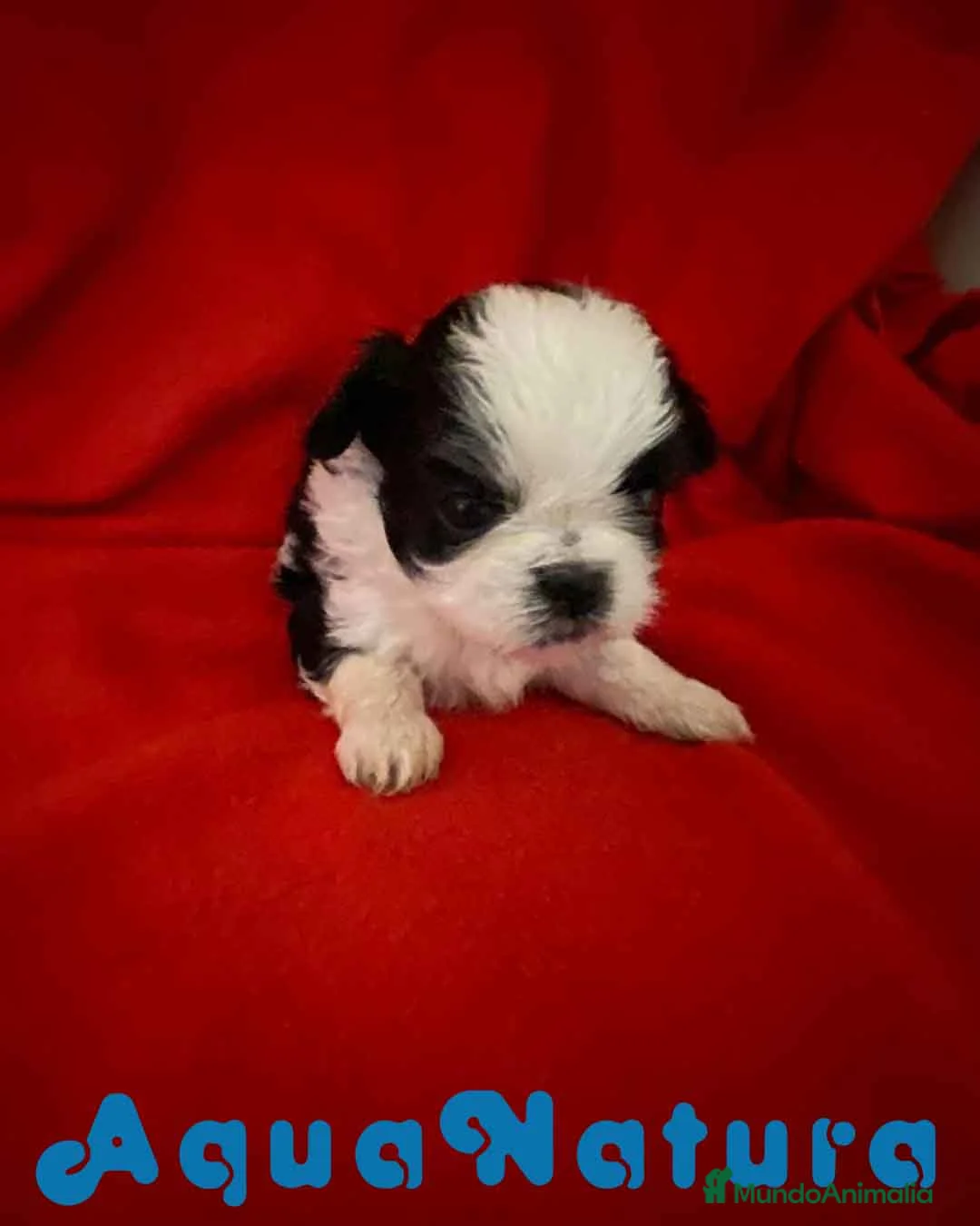 Shih Tzu perros en venta:  Shih Tzu Macho 1 de Ada y Newman AQUANATURA - Anuncio 6