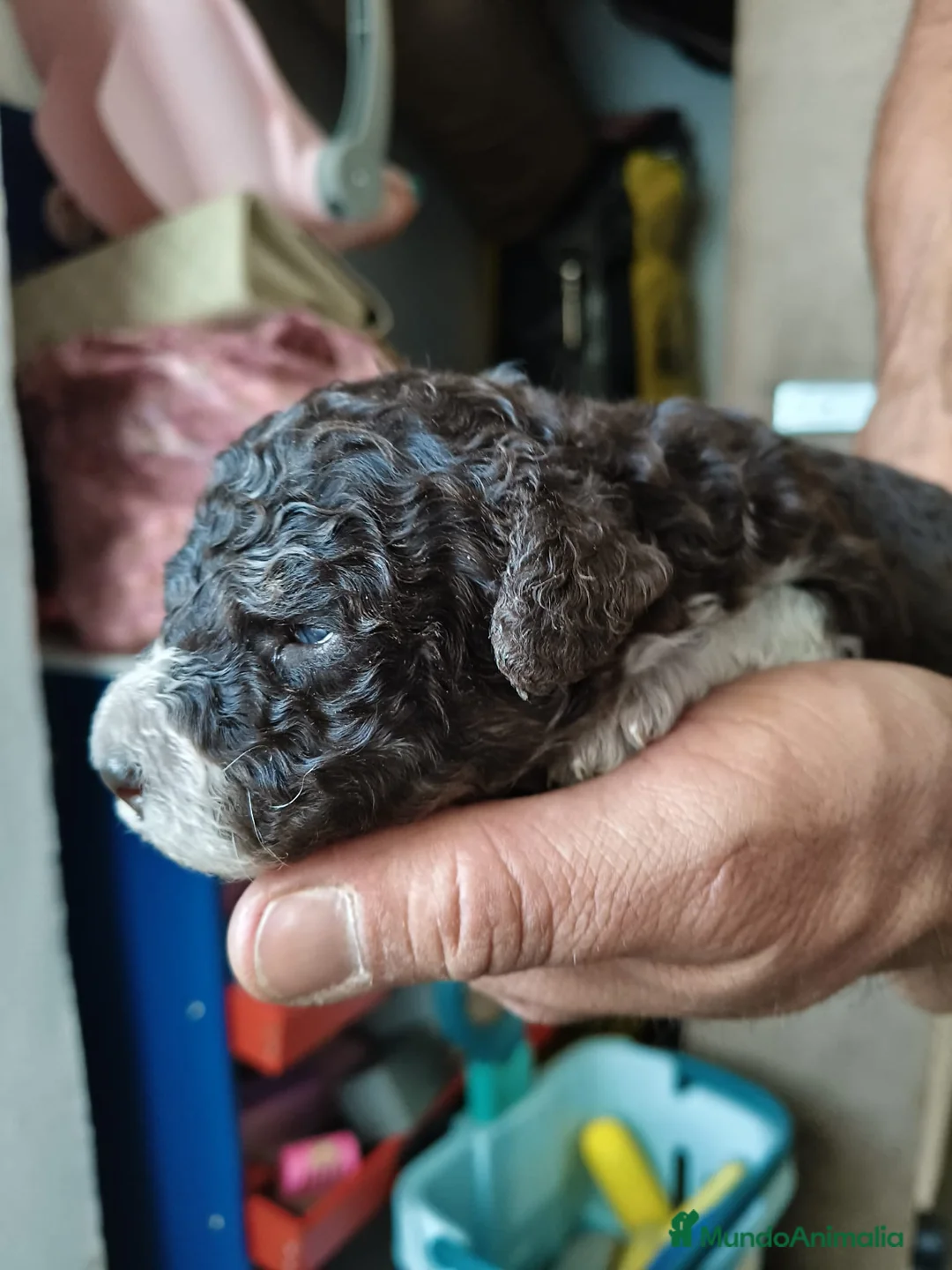 Perro de Agua Español perros en venta: Perro de agua  en Sevilla - Anuncio 1