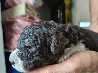 Perro de Agua Español perros Perro de agua - Anuncio 1