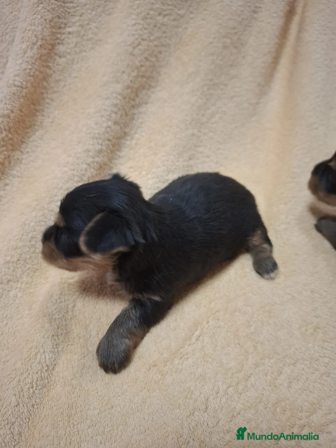 Yorkshire Terrier perros en venta: Camada de Yorkshire toy en Sevilla - Anuncio 3