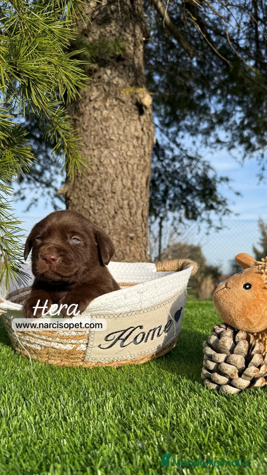 Labrador Retriever perros NUEVA CAMADA LABRADOR en Asturias - Anuncio 9