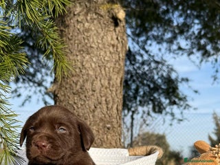 Labrador Retriever perros en Asturias - Anuncio 9