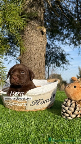 Labrador Retriever perros en Asturias - Anuncio 9