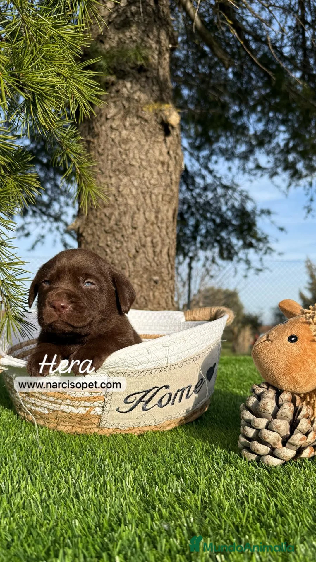 Labrador Retriever perros en venta: NUEVA CAMADA LABRADOR en Asturias - Anuncio 1