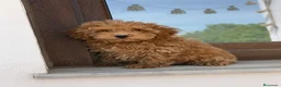 Caniche Enano perros en venta: Caniches enanos apricot  - Anuncio 4